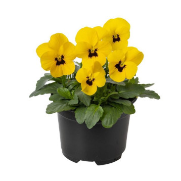 Пенни Про F1 yellow with blotch семена виолы корнутой (Syngenta)