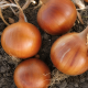 Соня F1 (Халифер F1) семена лука репчатого среднего 115-120 дн. (Cora Seeds)