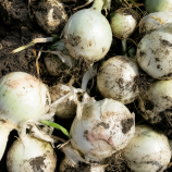Вайт Опера F1 семена лука репчатого среднего 112-118 дн. (Cora Seeds)