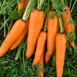 Вита Лонга семена моркови Флакке (Bejo)