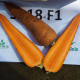 СВ 3118 ДЧ F1 (SV 3118 DH F1) (2,0-2,2мм) семена моркови Шантане ранней 85-90 дн. (Seminis)