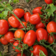 Дерика F1 семена томата дет. (Kitano Seeds)