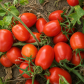 Дерика F1 семена томата дет. (Kitano Seeds)