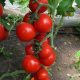 Хитомакс F1 семена томата индет. (Kitano Seeds)