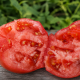 Хитомакс F1 семена томата индет. (Kitano Seeds)