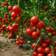 Хитомакс F1 семена томата индет. (Kitano Seeds)