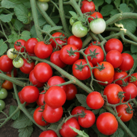 Конори F1 семена томата черри (Kitano Seeds)