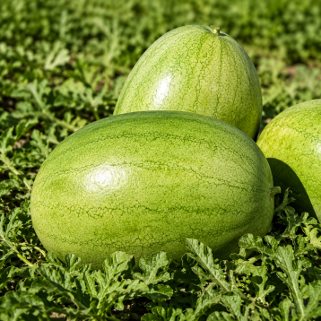 Банір F1 (KS 1819 F1) насіння кавуна середнього (Kitano Seeds)