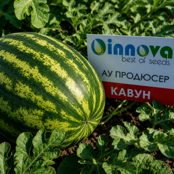 Арбуз АУ Продюсер