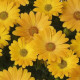 Акіла F1 sunshine yellow насіння остеоспермуму (Pan American)