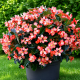 Біг Делюкс (Big DeLuxxe) F1 лососева (salmon) із зеленим листом насіння бегонії 90 см (Benary)