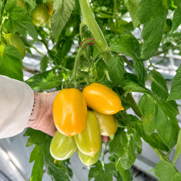 Пальмира F1 семена томата индет. среднераннего слив. 100-110 гр. желт. (Breeding Seeds)
