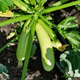 ЕС 60002 F1 семена кабачка среднераннего 18-24 см св.-зел. (Ergon seeds)