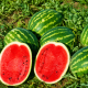 Кавун Топмара F1 (Топ Мара F1)