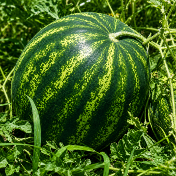 КС 638 F1 (KS 638 F1) семена арбуза (Kitano Seeds)