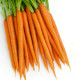 Хайкат F1 семена моркови тип Император 25-30 см (Nunhems)