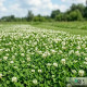 Клондайк семена клевера белого (DLF Trifolium)