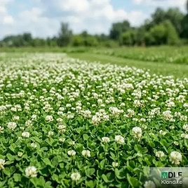Клондайк семена клевера белого (DLF Trifolium)