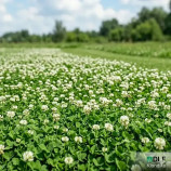 Клондайк семена клевера белого (DLF Trifolium) Клондайк семена клевера белого (DLF Trifolium)