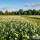 Клондайк насіння конюшини білої (DLF Trifolium)