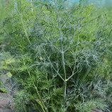 Марафон насіння кропу пізньостиглого (Breeding Seeds) Марафон насіння кропу пізньостиглого (Breeding Seeds)
