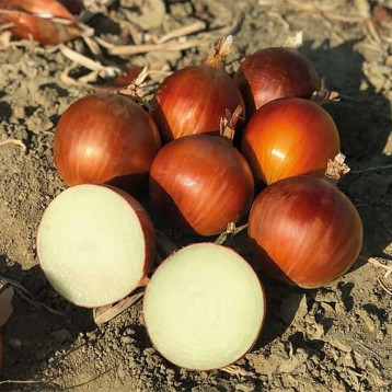 Атомика F1 (Atomika F1 (CRX 2475)) семена лука репчатого раннего 95-100 дн. желтого (Cora Seeds)