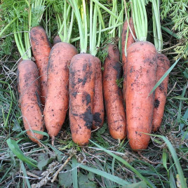 Нью Курода насіння моркви Курода ранньої 80 дн. 18 см (Asia Seed)