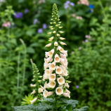  ДиБелла F1 peach семена наперстянки 60-80 см (Hem Genetics) 