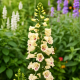 ДиБелла F1 cream white семена наперстянки 60-80 см (Hem Genetics)