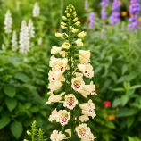  ДиБелла F1 cream white семена наперстянки 60-80 см (Hem Genetics) 