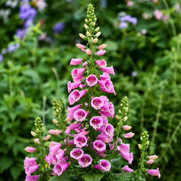 ДіБелла F1 purple rose насіння наперстянки 60-80 см (Hem Genetics)