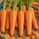 Курода семена моркови среднепоздней 130-140 дн. 15-18 см (Suba Seeds)