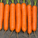Нантская семена моркови Нантес (Suba Seeds)