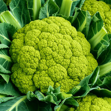 Мацерата семена капусты цветной средней 90-110 дн. 1,4-1,6 кг зелен. (Suba Seeds)