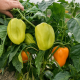 Весна F1 насіння перцю солодкого типу Угорський помаранч. (Breeding Seeds)
