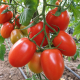 Рома семена томата дет. (Euroseed)