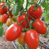 Рома насіння томата дет. раннього 56 дн. слив. 120-130 гр. червоний (Hortus) Рома семена томата дет. (Hortus)