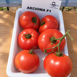 Томат Аксиома F1