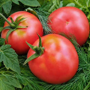 Настенька насіння томату дет рожевого (Елітний ряд)