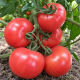 KS 14 F1 семена томата индет. розового (Kitano Seeds)