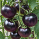 Фиолетовый семена томата индет среднего окр 180-200 гр фиолет (GL Seeds)