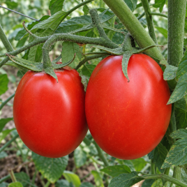 Томат N 6416 F1