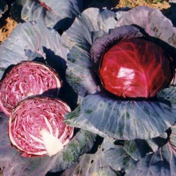 Фуего F1 семена капусты к/к среднепоздней (Сlause)