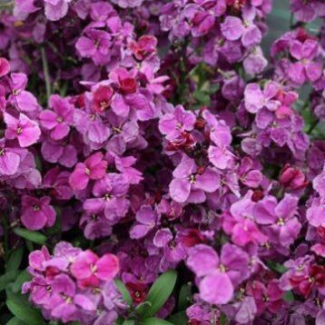 Абсолют Purple Bicolour семена желтофиоля (Kitano Seeds)