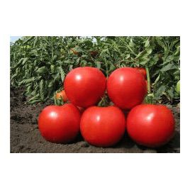 Эмир F1 семена томата индет. (United Genetics)