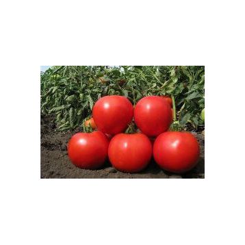 Эмир F1 семена томата индет. (United Genetics)