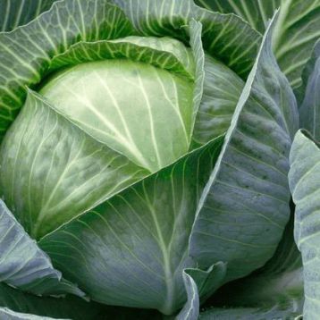Ранокі F1 насіння капусти б/к пізньої (Tezier / Clause)