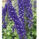 Оскар Favourite семена дельфиниума альпийского (Kitano Seeds)