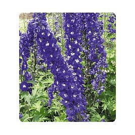 Оскар Favourite семена дельфиниума альпийского (Kitano Seeds)