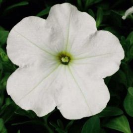 Петуния Ура белая (white)